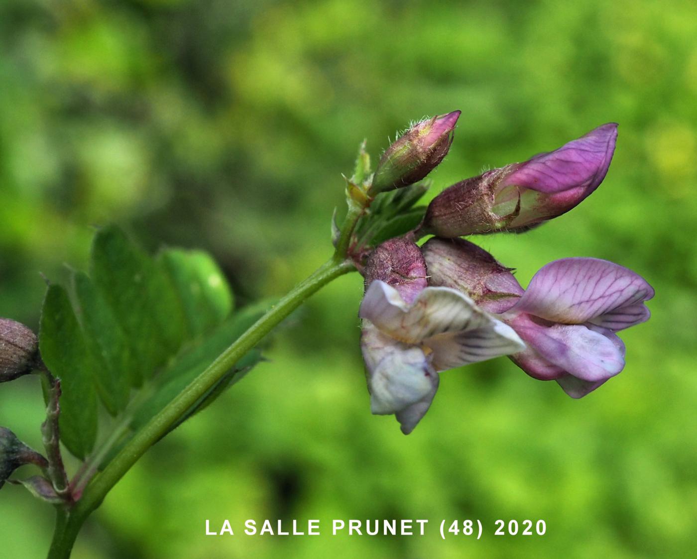 Vetch, Bush flower